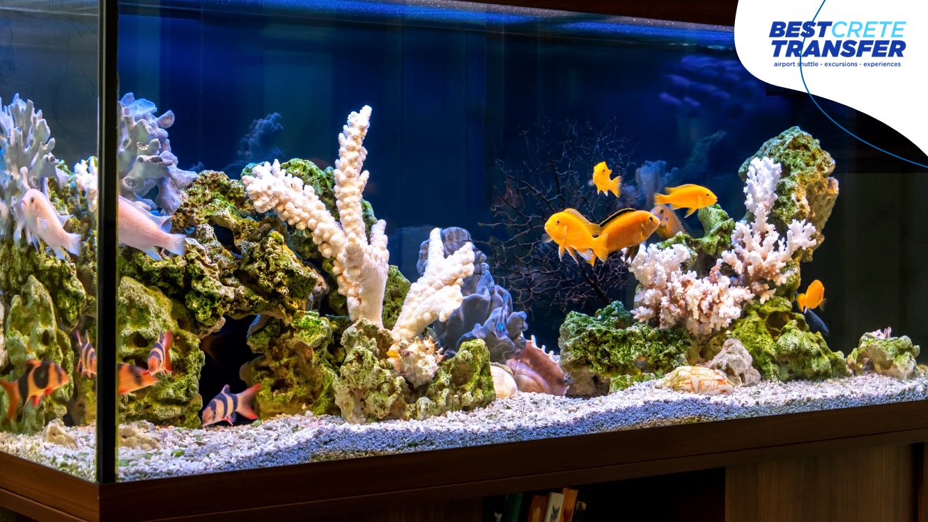How to get to Cretaquarium? Taxi, Bus & Car Rental